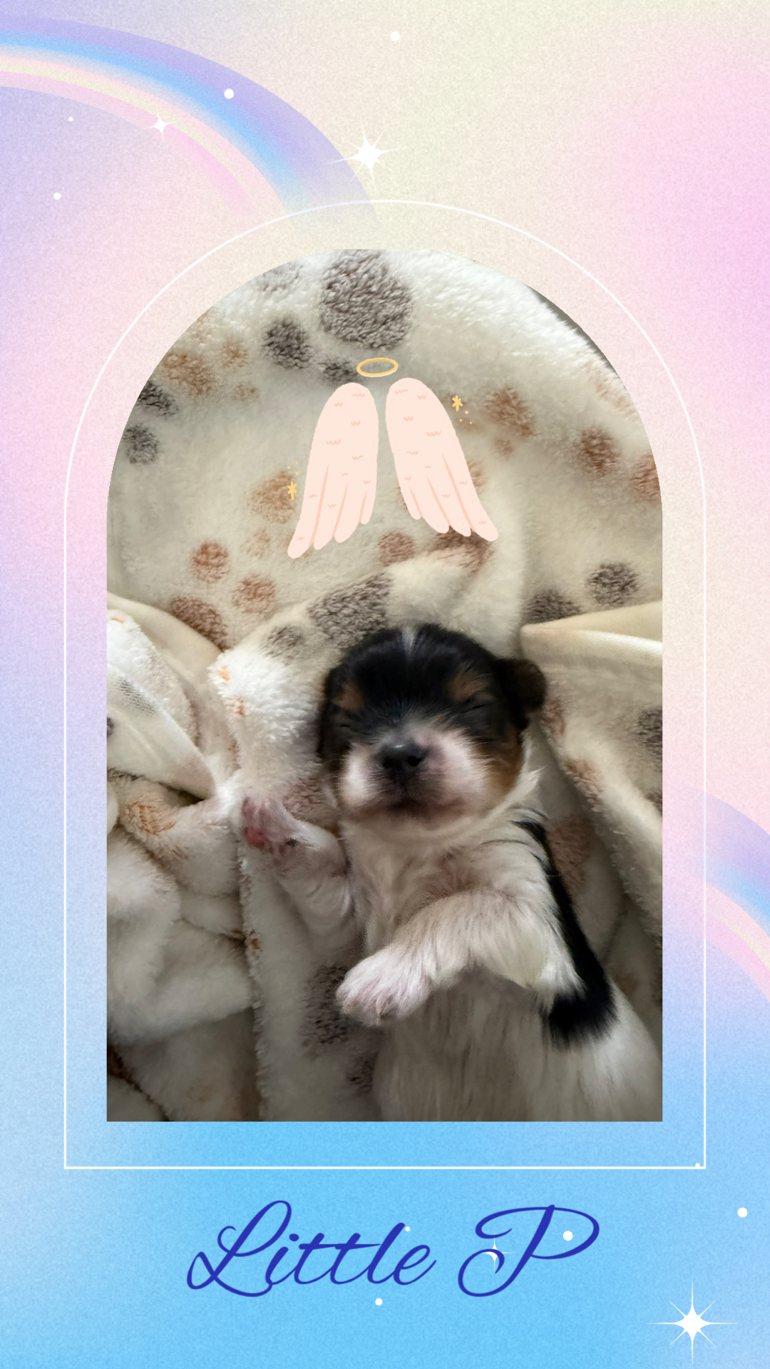 Little Pax