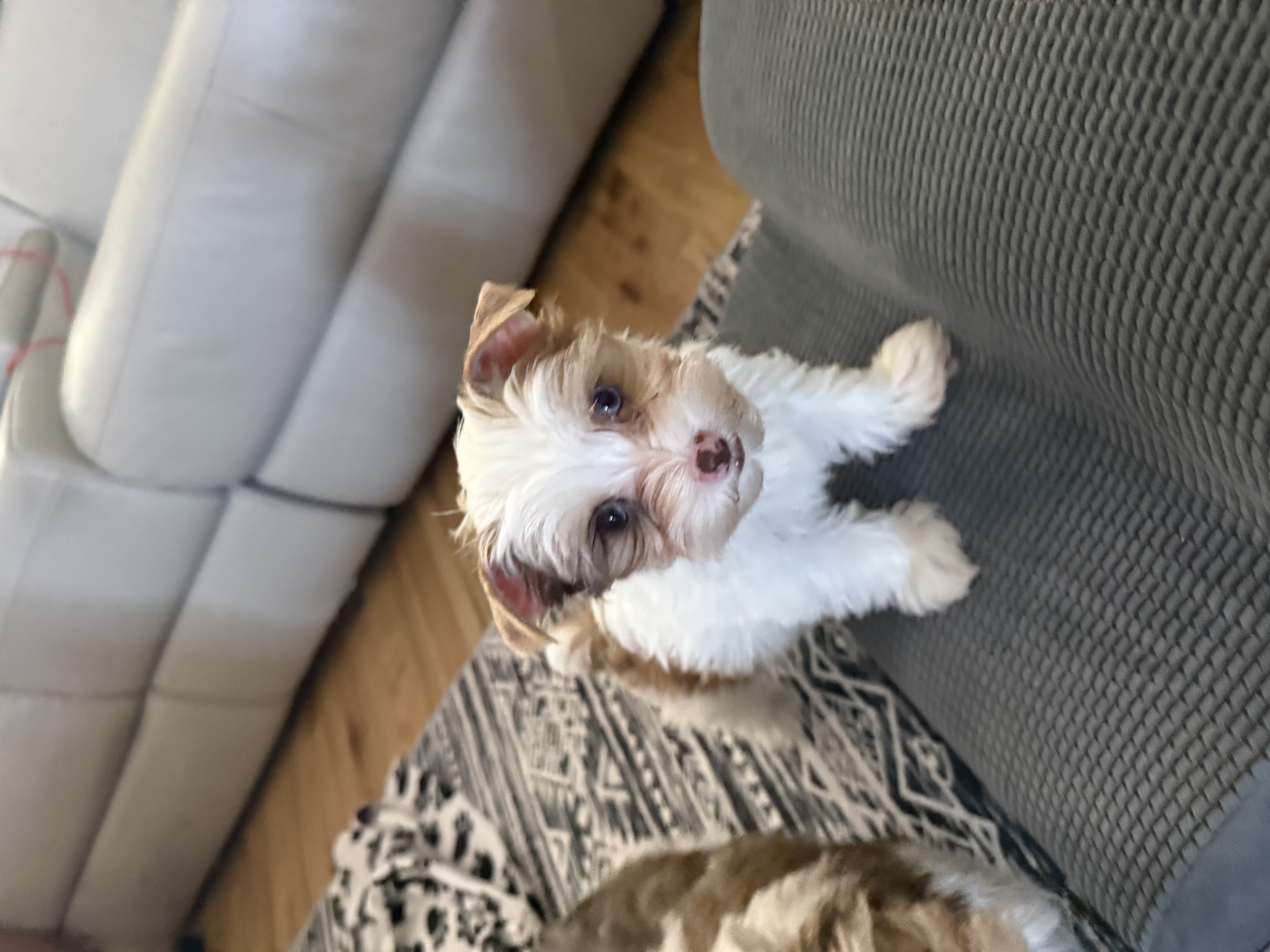 Milo