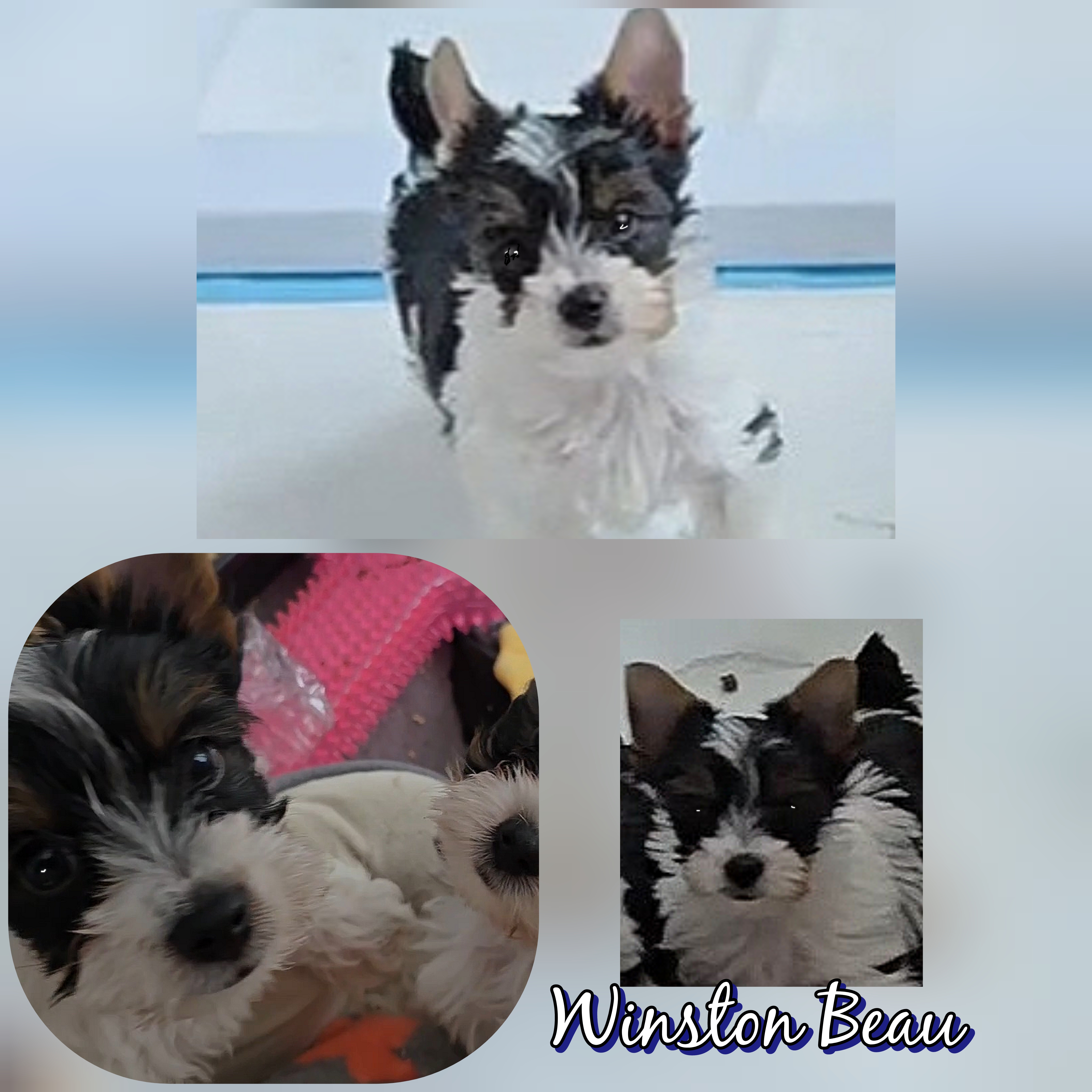 Winston