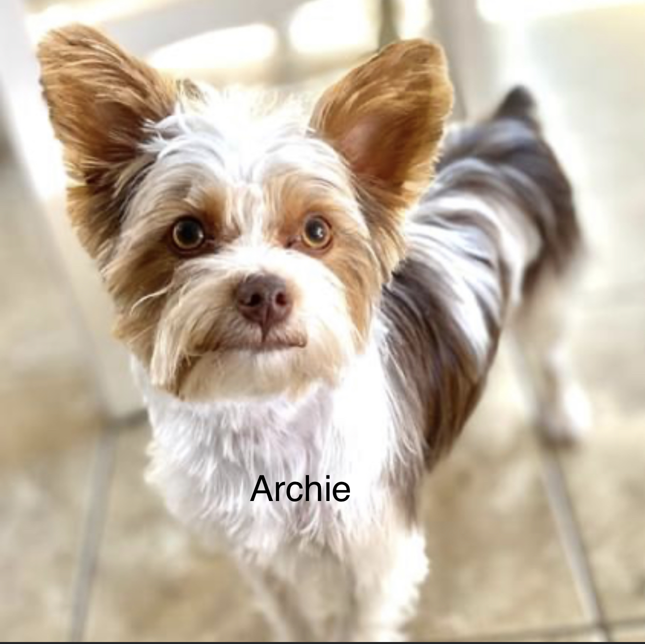 Archie