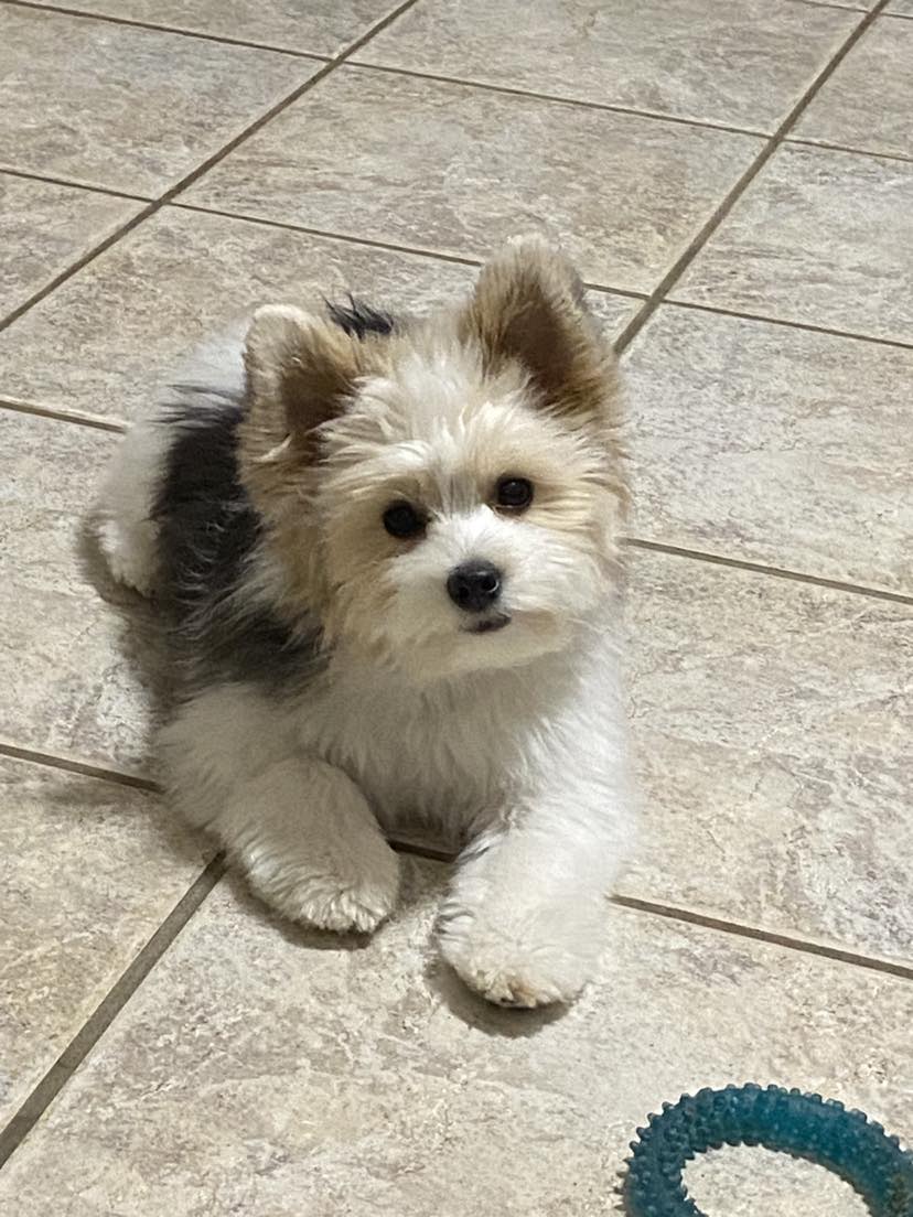 JOEY