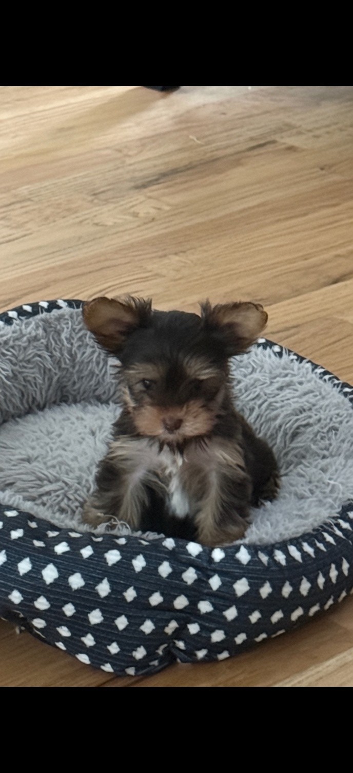 Kai
