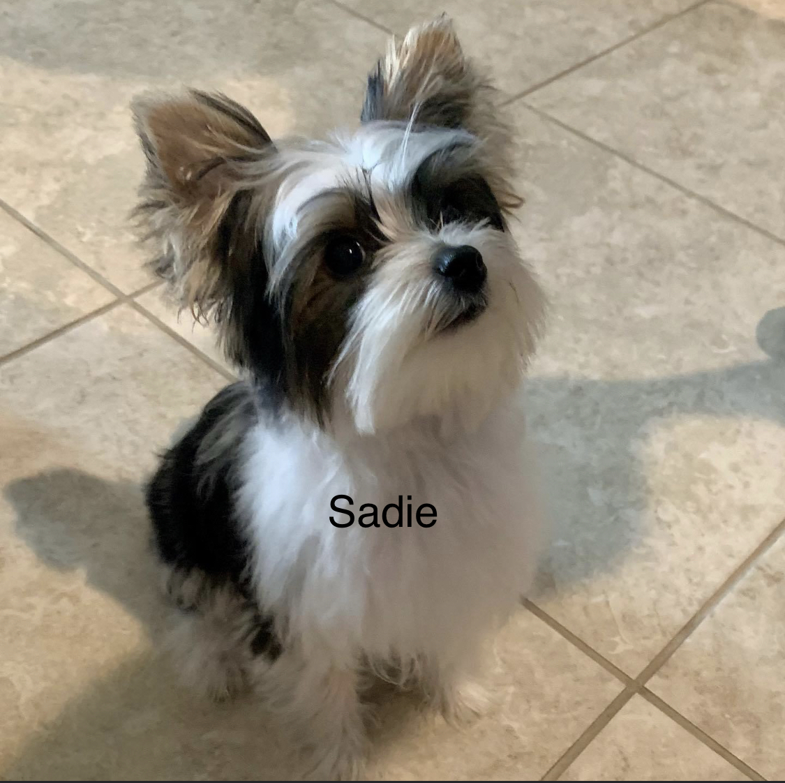 Sadie