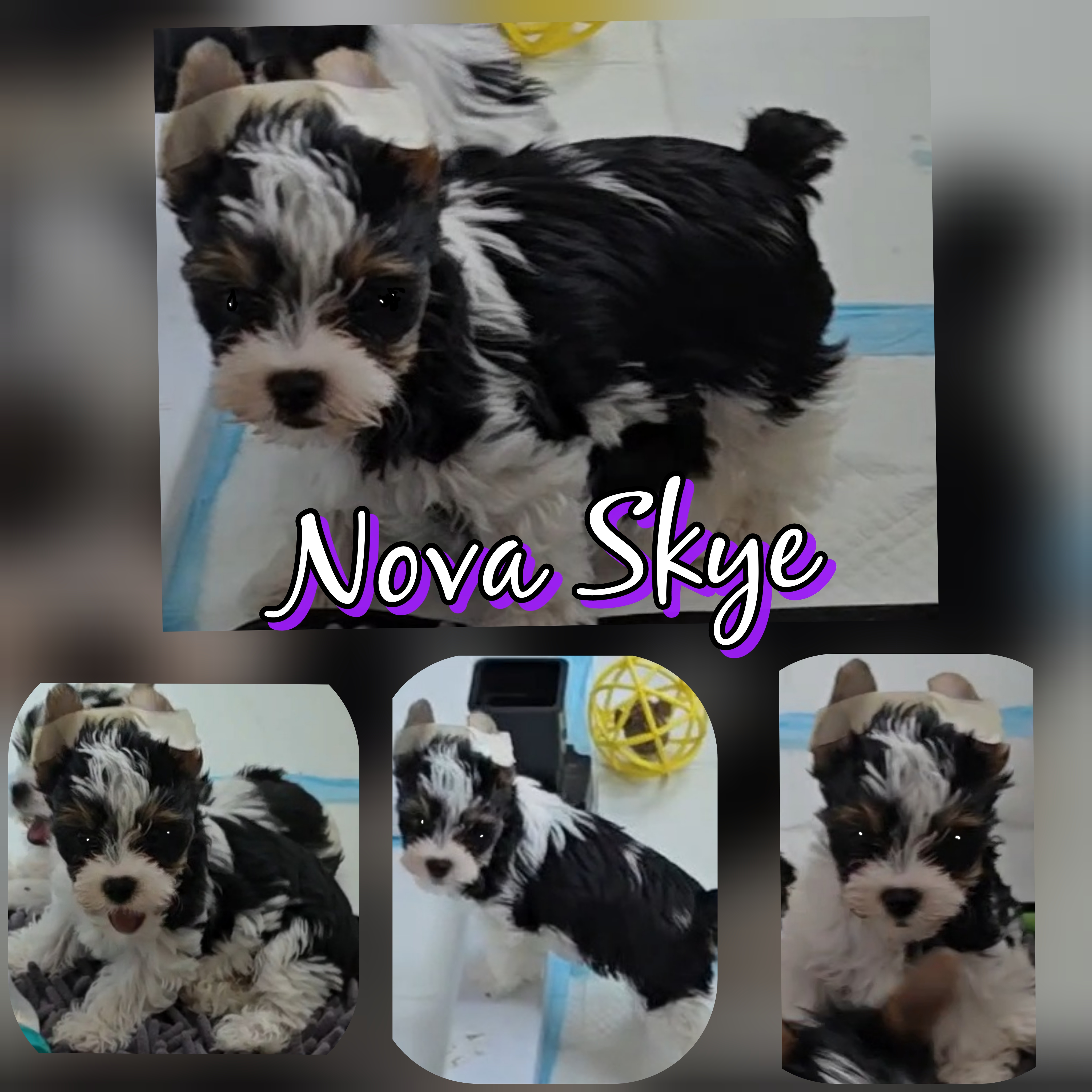 Nova Skye