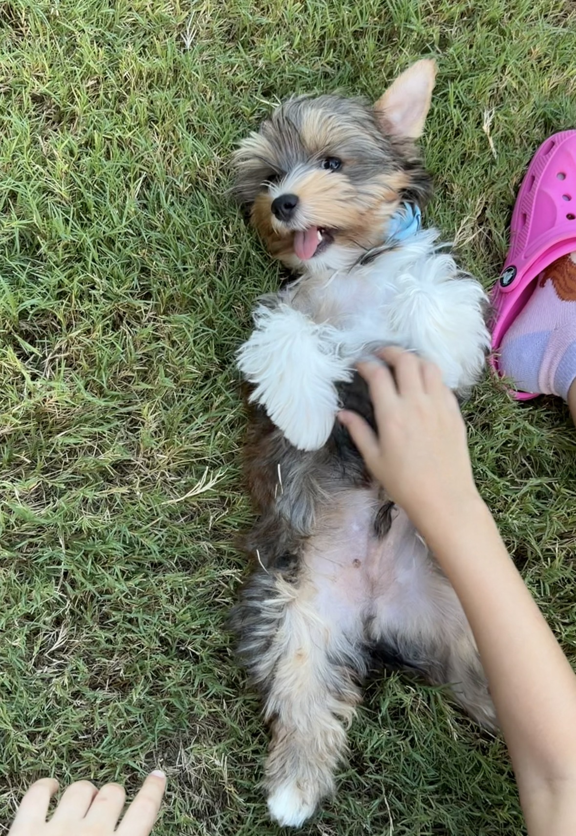 Sox