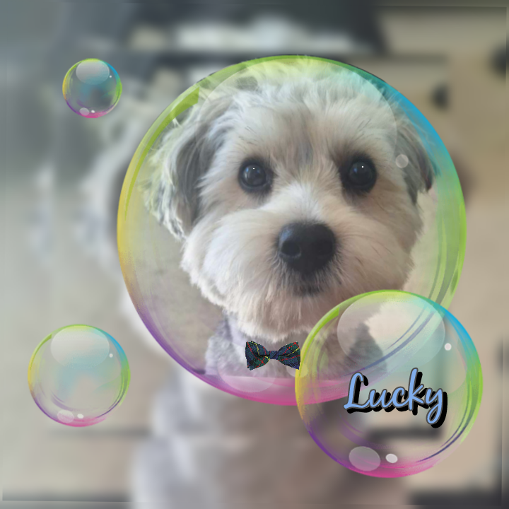 Lucky Z