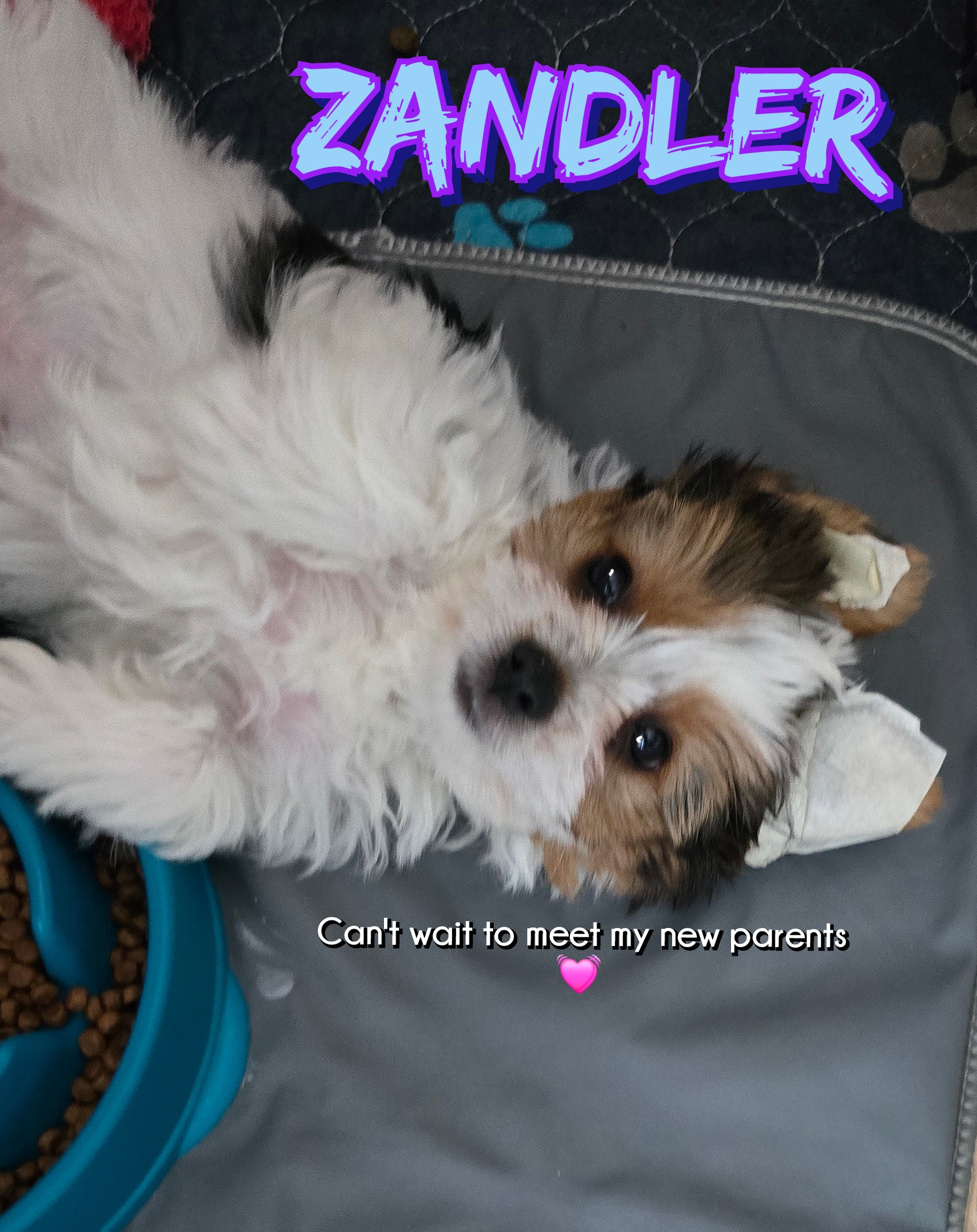Zandler