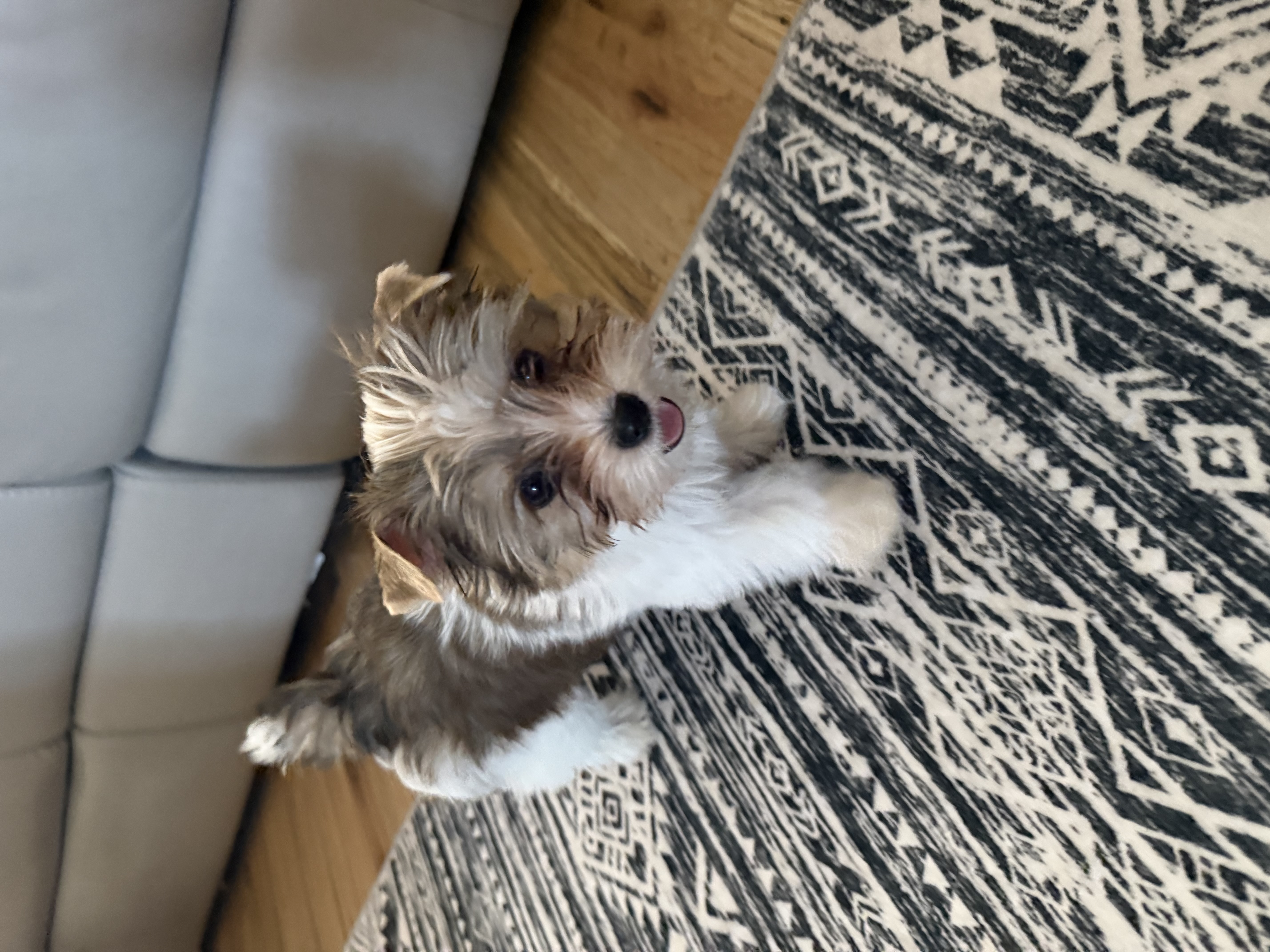 Mav