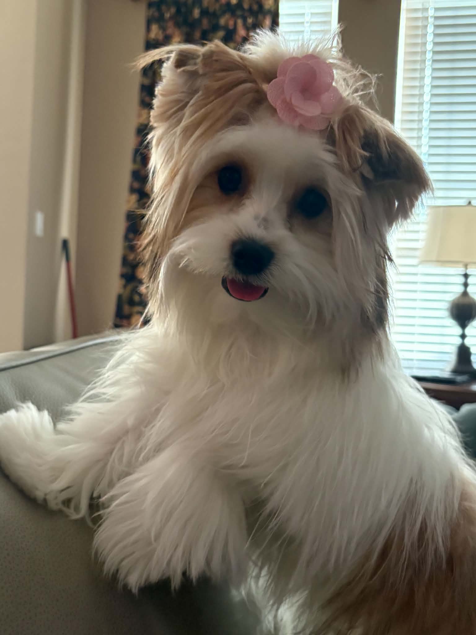 Lilly